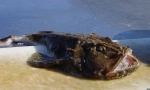 Riblje